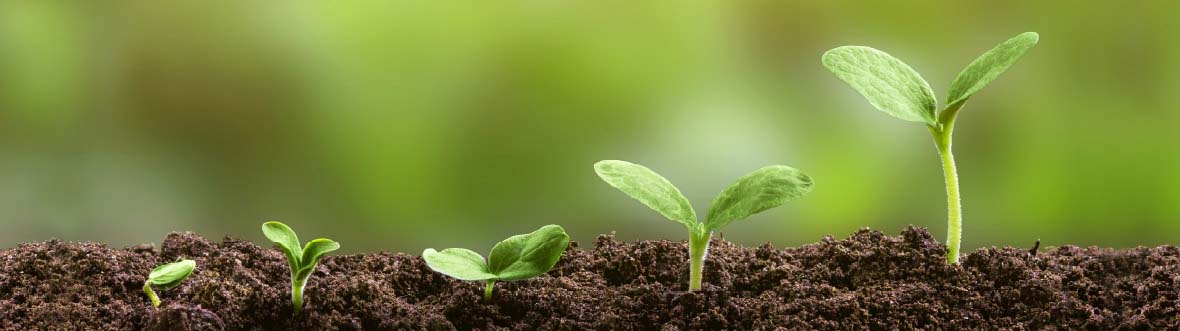 Five green seedlings of increasing size growing in dark soil against a blurred green background.