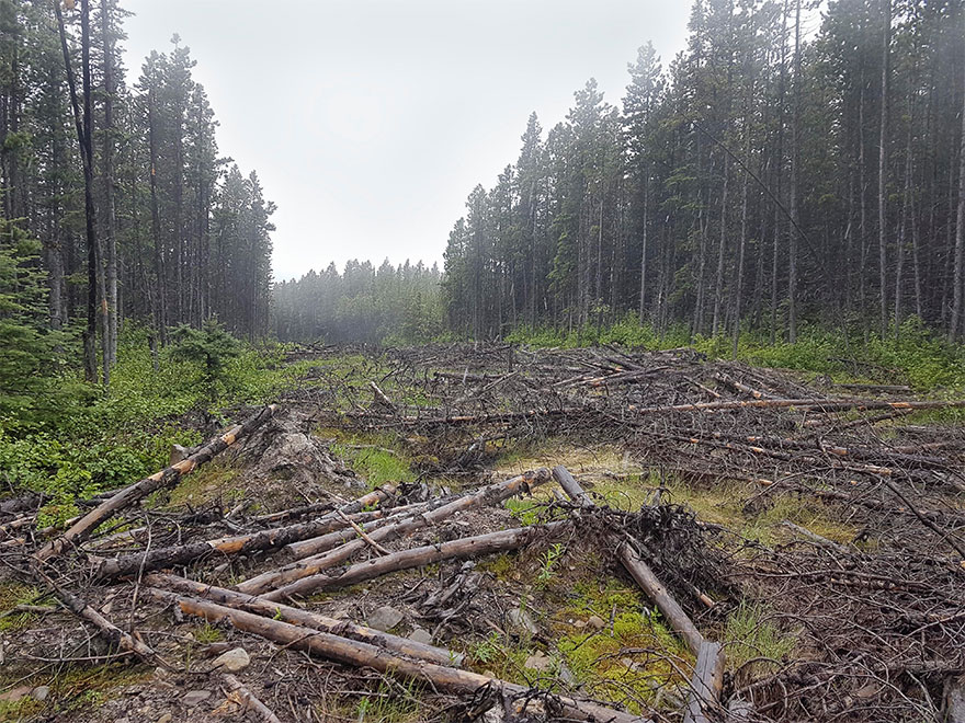 The changes in caribou habitats due to deforestation