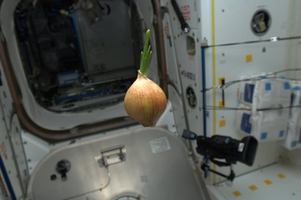 Space Onion