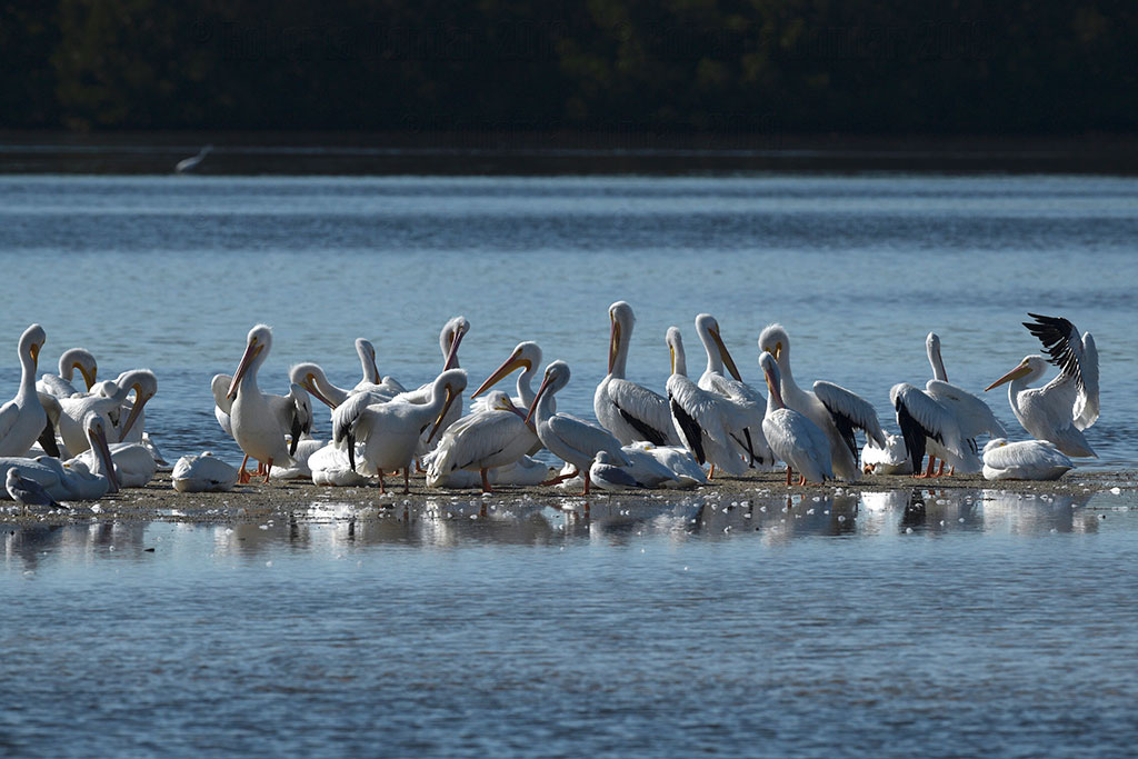 White Pelicans. (Credit: Roberta Bondar)
