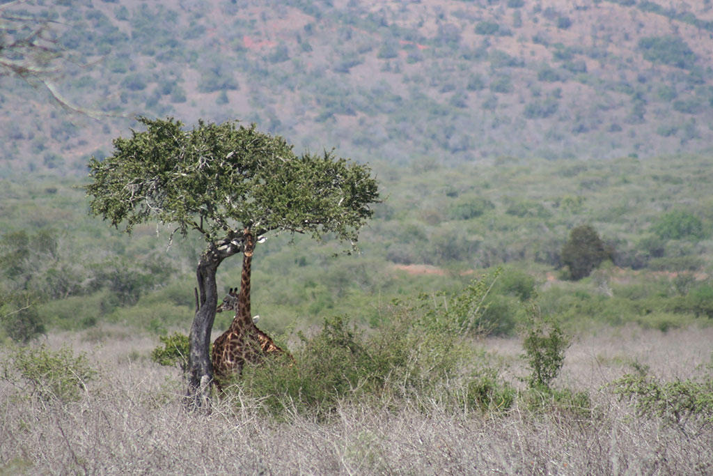 Girafe dans le Parc national de l'Akagera. (Source : John Cooke.)