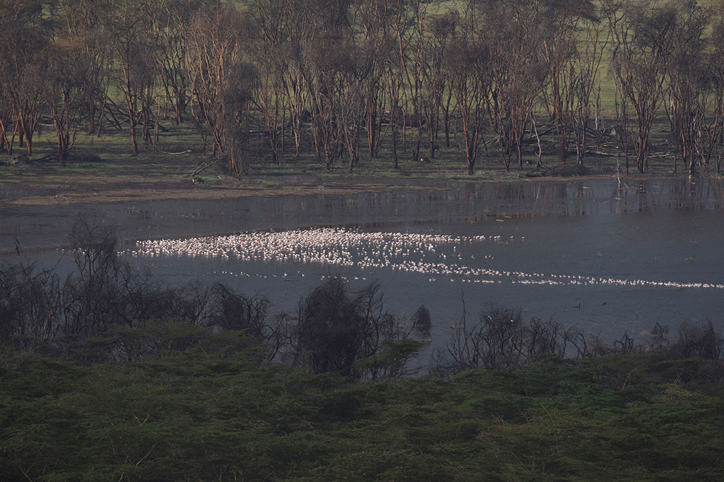 Flamingos on Lake Nakuru, Rift Valley, Kenya. (Credit: Roberta Bondar)