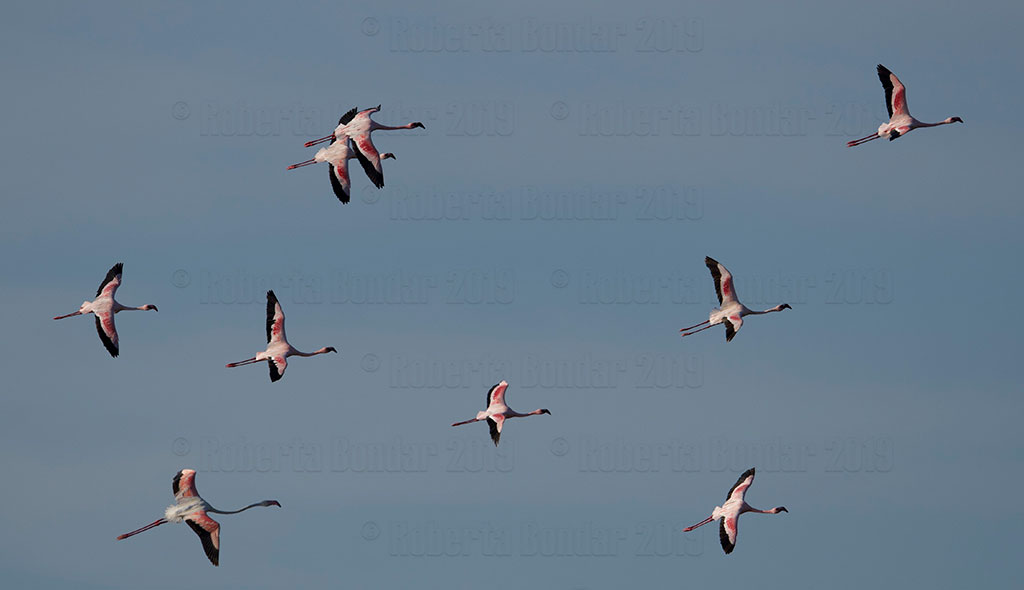 Lesser Flamingos in flight over Lake Bogoria, Rift Valley, Kenya. (Credit: Roberta Bondar)