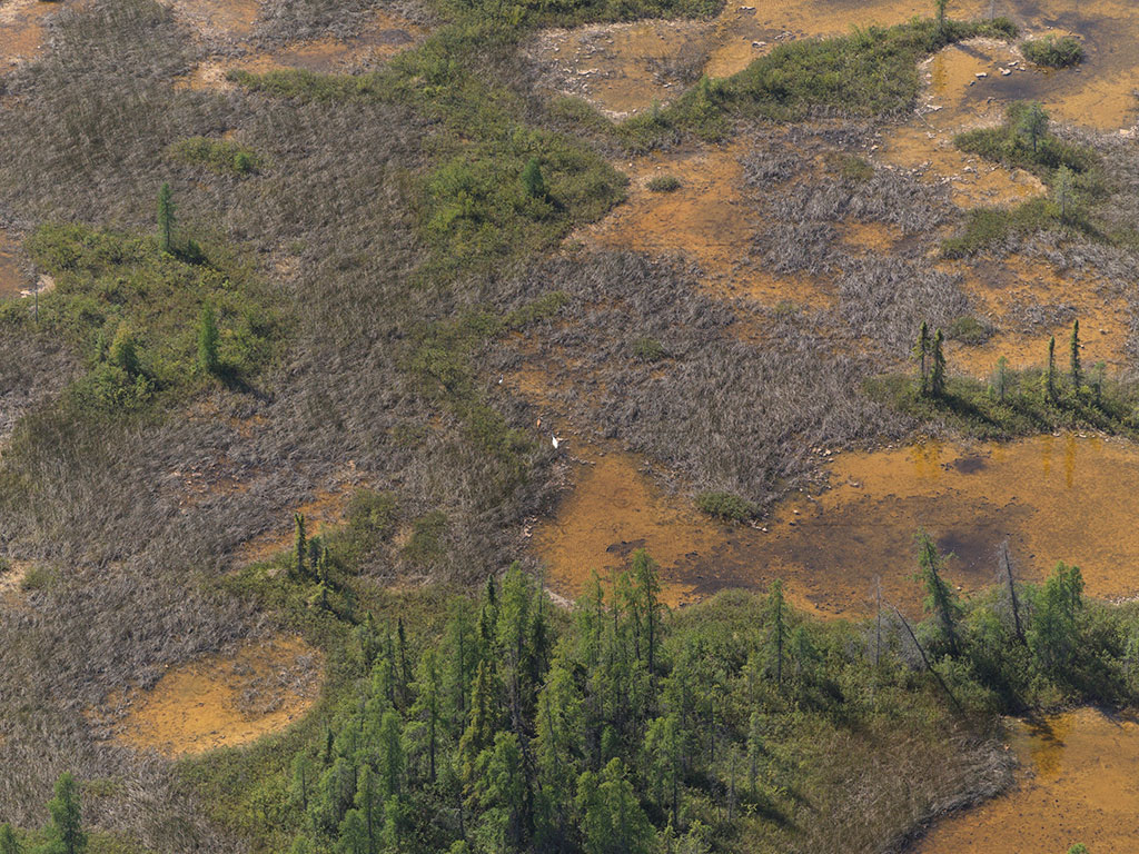 Des grues blanches (un couple et un petit) dans un habitat de nidification dans le parc national Wood Buffalo dans les Territoires du Nord-Ouest. (Source : Roberta Bondar.)