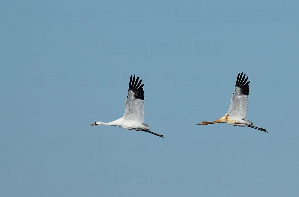 Whooping Crane in flight with its young. (Credit: Roberta Bondar)