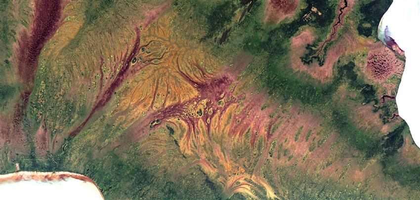 Image satellitaire en fausses couleurs des terres humides au nord du lac Winnipeg, au Manitoba.