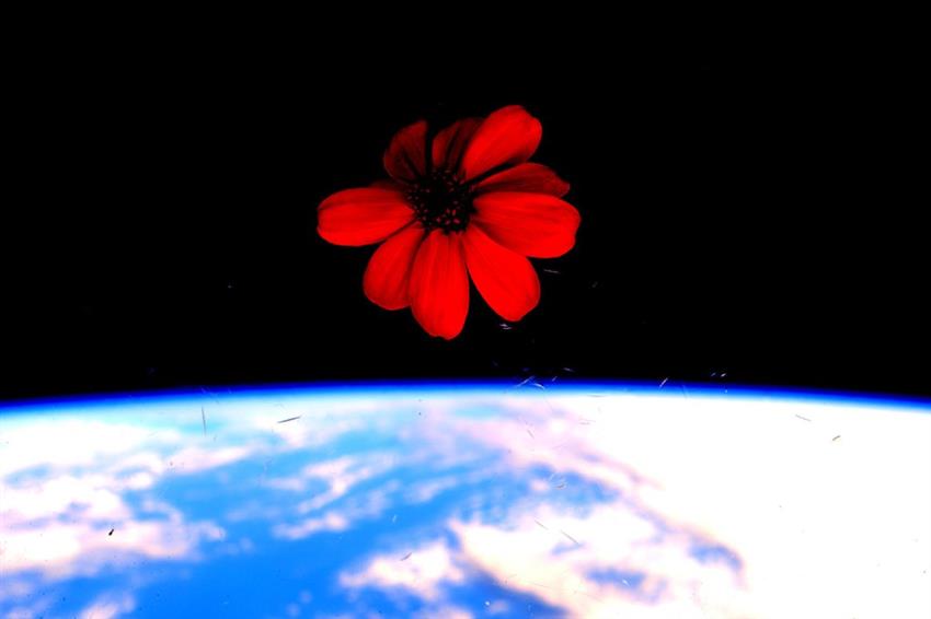 One of the firsts flower grown in space