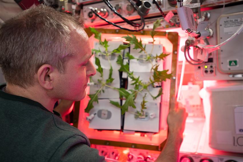 David Saint-Jacques vérifie les plants qui sont cultivés dans le cadre de l'expérience de botanique spatiale Veg-04A pendant sa mission spatiale