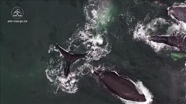 Thumbnail for video: 'Turning to space to help protect the North Atlantic right whale'